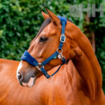 Cabeção Nylon Signature - Horseware