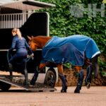 Caneleiras Transporte Signature Conj.4 - Horseware - Image 6