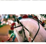 Fita P/Entrançar Cavalos Toureiro Várias Cores - Image 3